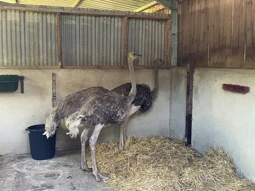 Château-Gontier. Grâce au Refuge de l'Arche, deux autruches évitent...